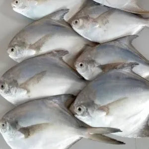 Chinese Promfet  - Fresh | Fresh Seafood Singapore