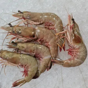 Sea Prawn - Fresh | Fresh Seafood Singapore