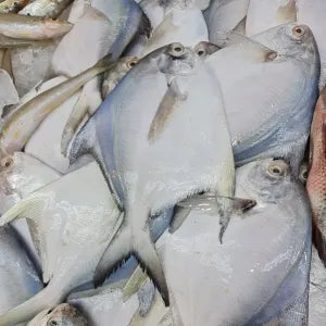White Pomfret  - Fresh | Fresh Seafood Singapore