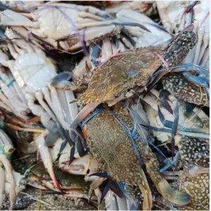 Flower Crabs  - Fresh | Fresh Seafood Singapore