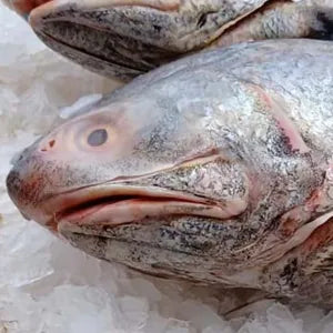 Ikan Kurau Head - Fresh | Fresh Seafood Singapore
