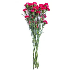 Hot Pink Mini Carnation grocery product available in Singapore from Shah Fresh Frozen