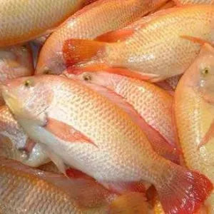Red Tilapia  - Fresh | Fresh Seafood Singapore