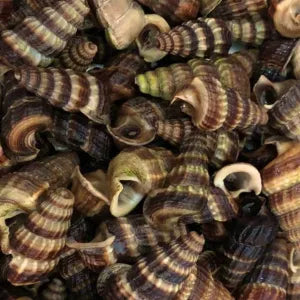 Siput Sedut | Fresh Seafood Singapore
