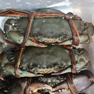 Mud Crab  - Live  | Fresh Seafood Singapore