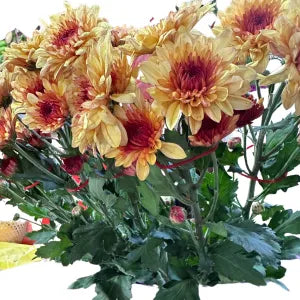 Yellow and red mixed chrysanthemum flower ( per stalk) grocery product available in Singapore from Shah Fresh Frozen