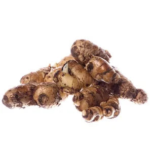 Sand Ginger / Cekur