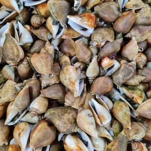 Gong Gong - Live  | Fresh Seafood Singapore