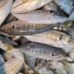 Selar  - Fresh | Fresh Seafood Singapore