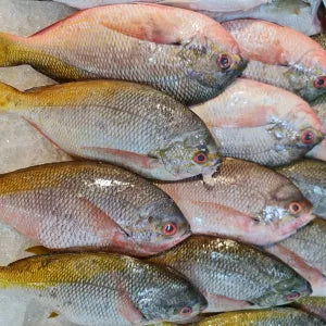 Yellow Potato Fish  - Fresh | Fresh Seafood Singapore