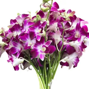 Purple Orchid (3 stalks only) grocery product available in Singapore from Shah Fresh Frozen