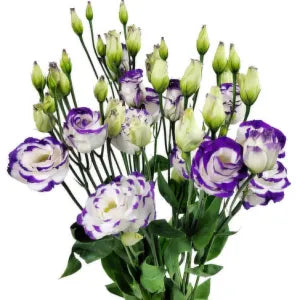 White and Purple Eustoma flower (3/4 stalks only) grocery product available in Singapore from Shah Fresh Frozen