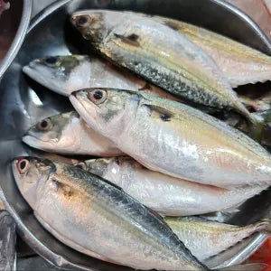 Kembong  - Fresh | Fresh Seafood Singapore