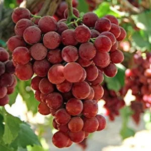 Red Seedless Grapes | Fresh Fruits Singapore