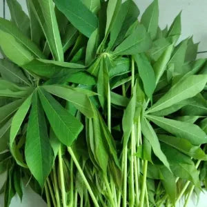 Tapioca Leaves / Pucuk Ubi