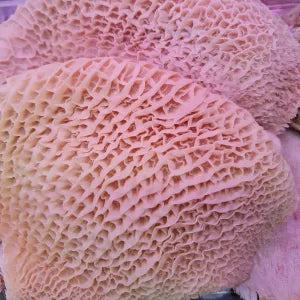 Honey Comb Tripe | Premium Beef Singapore
