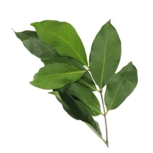 Indonesian Bay Leaves / Daun Salam