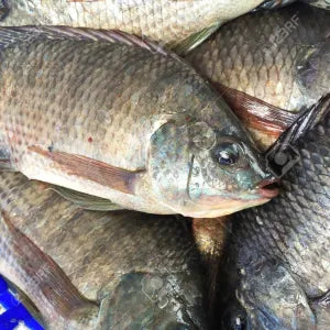 Black Tilapia  - Fresh | Fresh Seafood Singapore