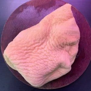 Tripe | Premium Beef Singapore