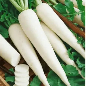 White Radish