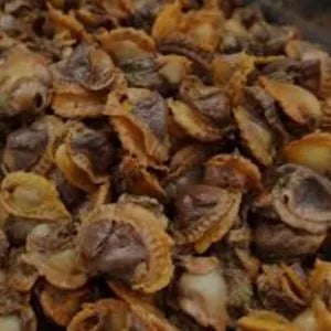 Isi Kerang Rebus - Cockles Meat | Fresh Seafood Singapore