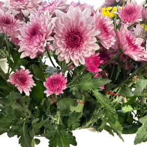 Purplish ombre chrysanthemum flower ( per stalk) grocery product available in Singapore from Shah Fresh Frozen