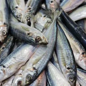 Bengol  - Fresh | Fresh Seafood Singapore