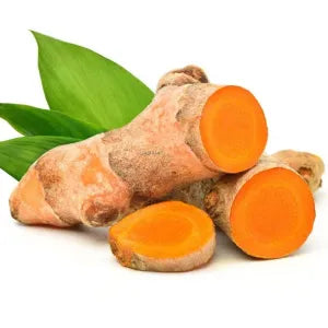 Yellow Turmeric Bud / Kunyit Hidup