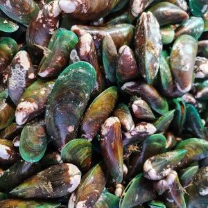 KUPANG  - LIVE  | Fresh Seafood Singapore