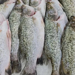 Whole Seabass  - Siakap - Fresh | Fresh Seafood Singapore