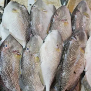 Ayam Ayam  Starry Trigger  - Fresh | Fresh Seafood Singapore