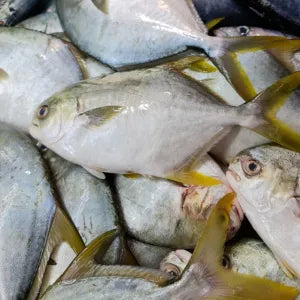 Golden Pomfret - Fresh | Fresh Seafood Singapore