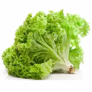 Leafy Lettuce - Salad Greens