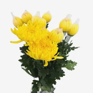 Yellow Chrysanthemum flower ( per stalk) grocery product available in Singapore from Shah Fresh Frozen