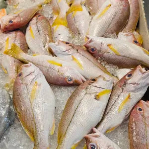 Kee Fish  - Fresh | Fresh Seafood Singapore