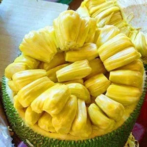 Honey Jackfruit | Fresh Fruits Singapore