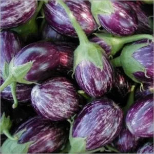 Indian Purple Brinjal