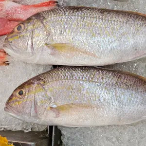 Whole Fish Angoli  - Fresh | Fresh Seafood Singapore