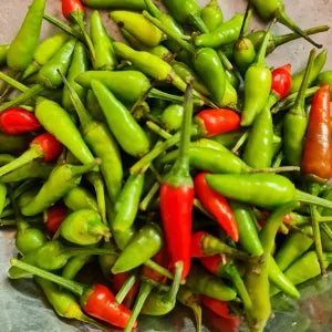 Birds Eye Chilli / Chilli Padi Kampung