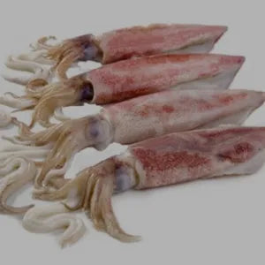 Whole Squid Medium - Chilled/Frozen | Fresh Seafood Singapore