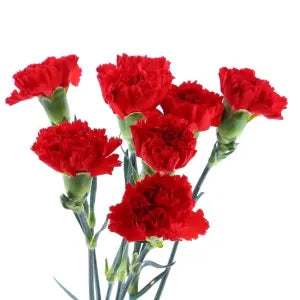 Red Carnation grocery product available in Singapore from Shah Fresh Frozen
