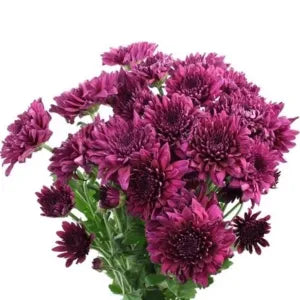 Dark purple chrysanthemum flower ( per stalk) grocery product available in Singapore from Shah Fresh Frozen