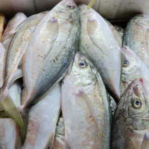 Sagai  - Fresh | Fresh Seafood Singapore