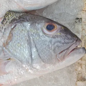 Angoli Head  - Fresh | Fresh Seafood Singapore