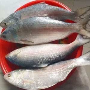 Terubuk  Toli Shad Fish  - Fresh | Fresh Seafood Singapore