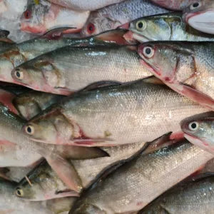 Baby Kurau  - Fresh | Fresh Seafood Singapore