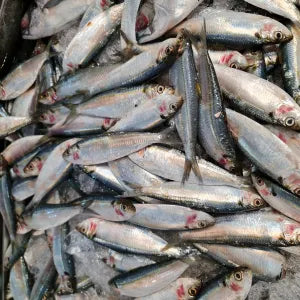 Tamban  - Fresh | Fresh Seafood Singapore