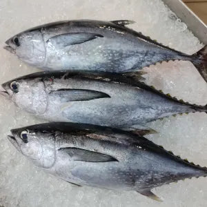 Tongol  - Fresh | Fresh Seafood Singapore